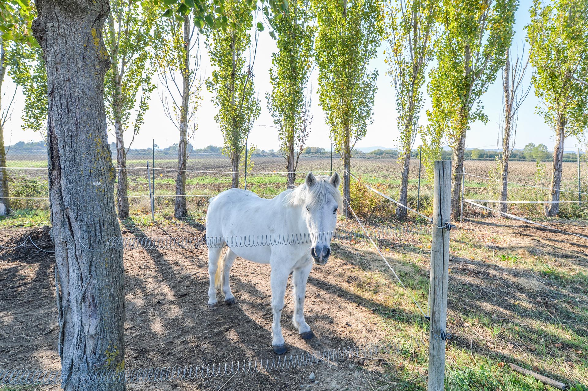 PFERDE, REITEN, POLO: REITBAHNEN, BAUERNHÖFE, VILLEN UND LANDHÄUSER MIT PFERDSTÄLLEN AUF DEM LAND